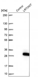Anti-LRTOMT antibody produced in rabbit 