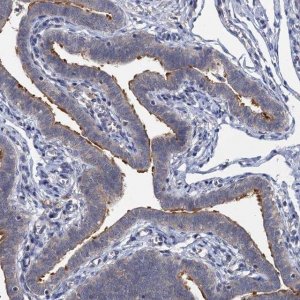 Anti-LRTOMT antibody produced in rabbit 