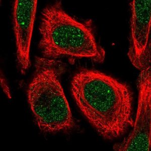Anti-LSM10 antibody produced in rabbit 