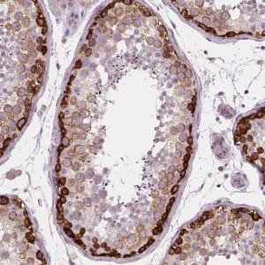 Anti-LSM14B antibody produced in rabbit 