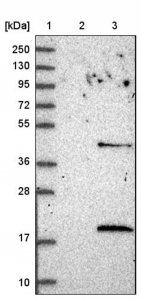 Anti-LSM4 antibody produced in rabbit 