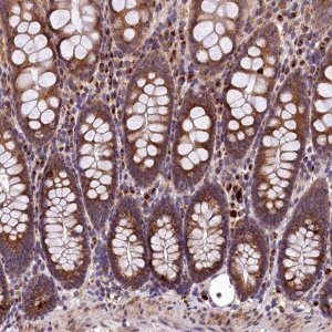 Anti-LSM4 antibody produced in rabbit 