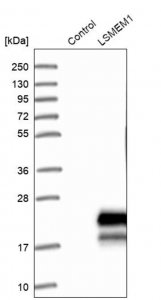 Anti-LSMEM1 antibody produced in rabbit HPA013753-100UL