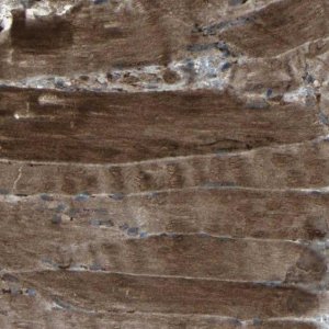 Anti-LSMEM1 antibody produced in rabbit HPA013753-100UL
