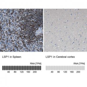 Anti-LSP1 antibody produced in rabbit 