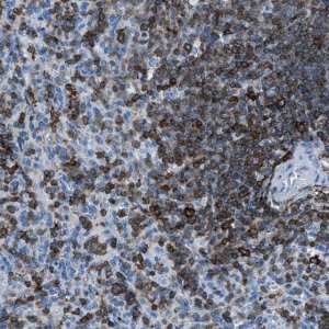 Anti-LSP1 antibody produced in rabbit 