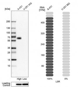 Anti-LSR antibody produced in rabbit 