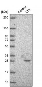 Anti-LTA antibody produced in rabbit 