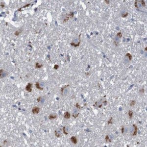 Anti-LTA antibody produced in rabbit 
