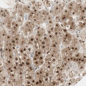 Anti-LTA4H antibody produced in rabbit 