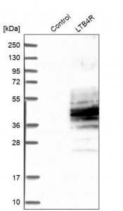 Anti-LTB4R antibody produced in rabbit 