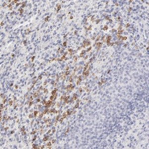 Anti-LTB4R antibody produced in rabbit 