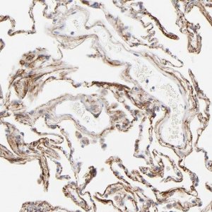 Anti-LTBP2 antibody produced in rabbit 