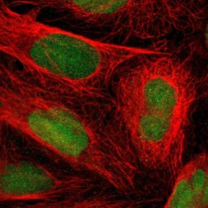 Anti-LTBP2 antibody produced in rabbit 
