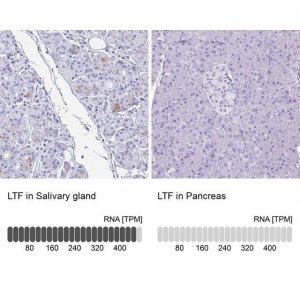 Anti-LTF antibody produced in rabbit 
