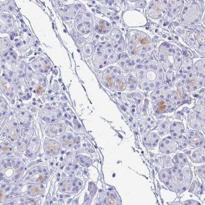 Anti-LTF antibody produced in rabbit 