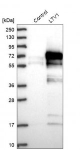 Anti-LTV1 antibody produced in rabbit 