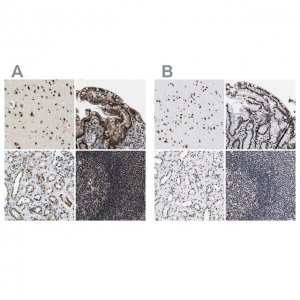 Anti-LUC7L3 antibody produced in rabbit 