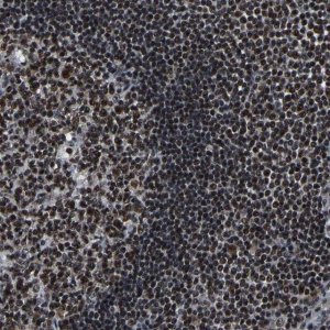 Anti-LUC7L3 antibody produced in rabbit 
