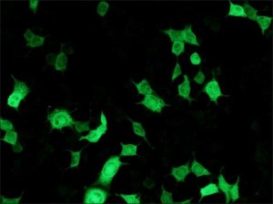 Anti-Luciferase antibody, Mouse monoclonal L2164-.2ML