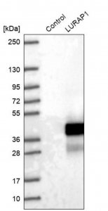 Anti-LURAP1 antibody produced in rabbit 