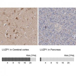 Anti-LUZP1 antibody produced in rabbit 