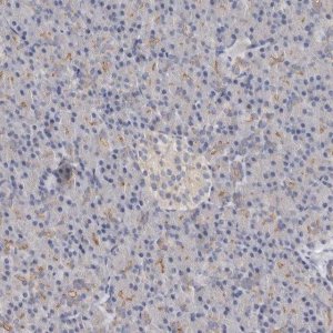 Anti-LUZP1 antibody produced in rabbit 