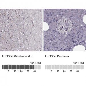 Anti-LUZP2 antibody produced in rabbit 