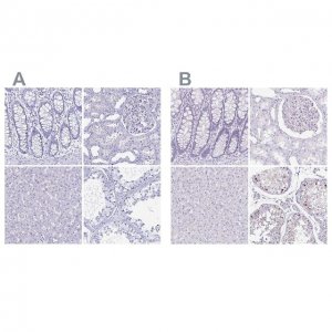 Anti-LUZP4 antibody produced in rabbit 