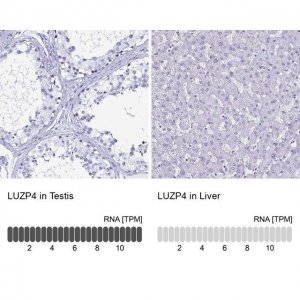 Anti-LUZP4 antibody produced in rabbit 