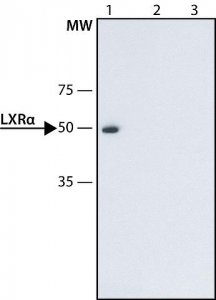 Anti-LXR (N-terminal) antibody produced in rabbit 