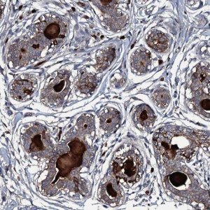 Anti-LYG2 antibody produced in rabbit 