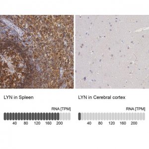Anti-LYN antibody produced in rabbit 