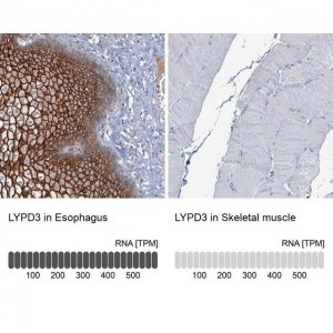 Anti-LYPD3 antibody produced in rabbit 