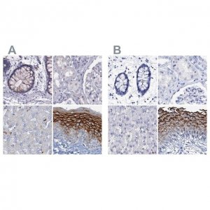 Anti-LYPD3 antibody produced in rabbit 