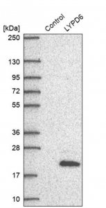 Anti-LYPD6 antibody produced in rabbit HPA042805-100UL