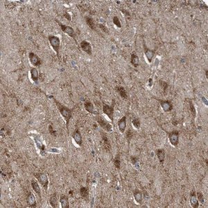 Anti-LYRM4 antibody produced in rabbit 