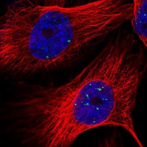 Anti-LYRM4 antibody produced in rabbit 