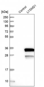 Anti-LYSMD1 antibody produced in rabbit HPA028055-100UL