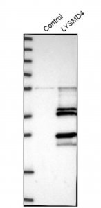 Anti-LYSMD4 antibody produced in rabbit 