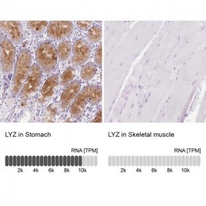 Anti-LYZ antibody produced in rabbit 