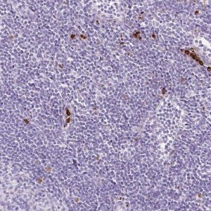 Anti-LYZ antibody produced in rabbit 