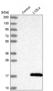 Anti-LYZL4 antibody produced in rabbit HPA038806-100UL