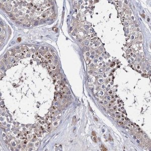 Anti-LYZL4 antibody produced in rabbit HPA038806-100UL