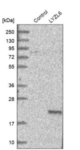 Anti-LYZL6 antibody produced in rabbit HPA025734-100UL