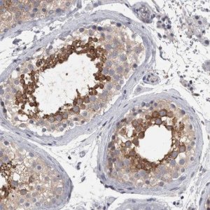 Anti-LYZL6 antibody produced in rabbit HPA025734-100UL
