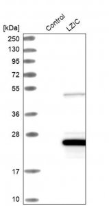 Anti-LZIC antibody produced in rabbit HPA028184-100UL