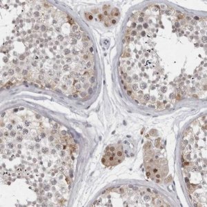 Anti-LZIC antibody produced in rabbit HPA028184-100UL