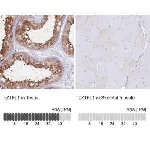 Anti-LZTFL1 antibody produced in rabbit 