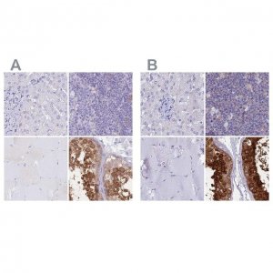 Anti-LZTFL1 antibody produced in rabbit 